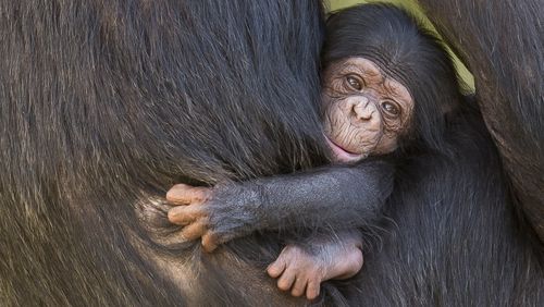 Mum Ceres is doing all the right things. (Taronga Zoo)