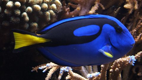 The Hollywood treatment is killing the real-life Dory and Nemo