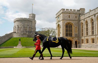 WINDSOR, ENGLAND - APRIL 28: A member of the Royal Canadian Mounted Police (RCMP) leads 'Noble', a horse given to King Charles III by the RCMP earlier this year ahead of a ceremony in the quadrangle at Windsor Castle on April 28, 2023 in Windsor, England. Charles, when as the Prince of Wales, took on the role of Honorary Commissioner of the RCMP in 2012 during a visit to Depot Division in Regina, Saskatchewan. (Photo by Andrew Matthews - WPA Pool/Getty Images)