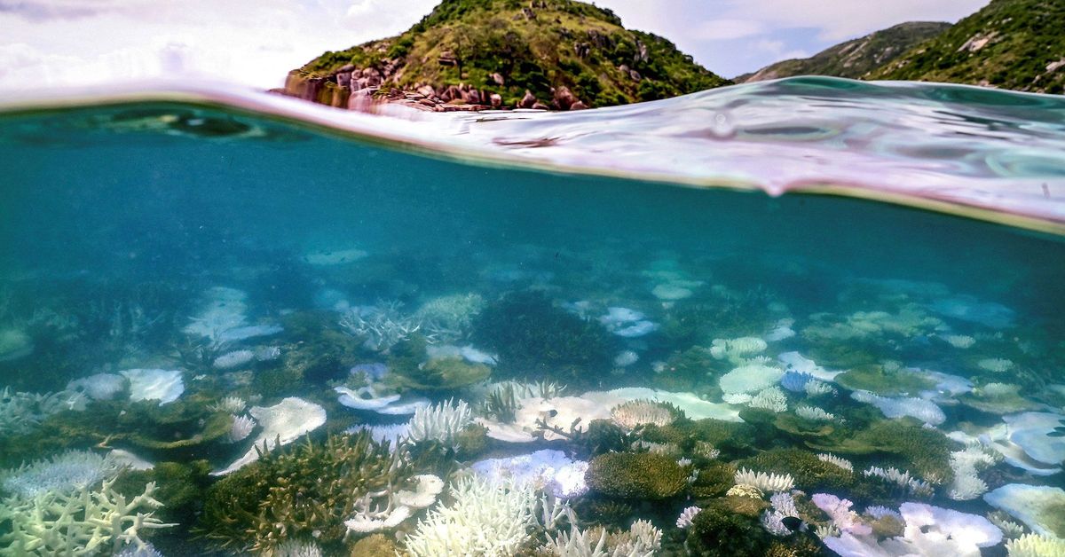 The Great Barrier Reef is facing 'catastrophic' risks – don't despair