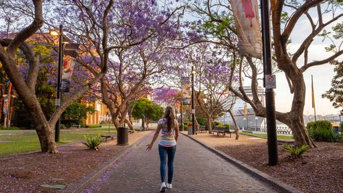 The jacaranda trees at Circular Quay, The Rocks on Sydney Harbour 