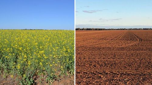 Current NSW drought conditions, right, and the same acreage blooming in 2009.