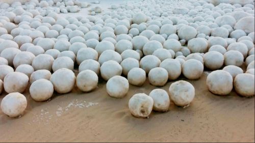 Rare phenomenon creates thousands of giant snowballs on Russian beach