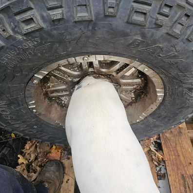 Dog rescued after head stuck in tyre