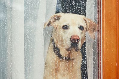 Sad dog waiting alone at home. Labrador retriever looking through window during rain.