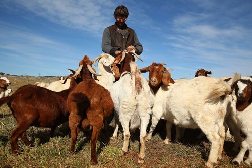 Un dipendente dà da mangiare alle capre boere presso la Mulloon Creek Natural Farm a Bungendore, Australia, giovedì 30 luglio 2015. Il prodotto interno lordo australiano è cresciuto del 2,3% nel primo trimestre rispetto all'anno precedente. Fotografo: Brendon Thorne/Bloomberg tramite Getty Images