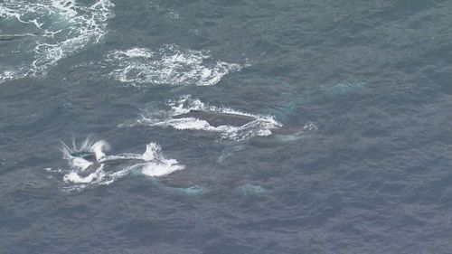 A pod of whales has been spotted off Bondi Beach, Sydney.