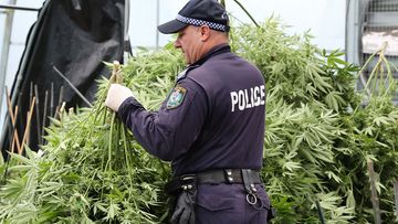 Dandry cannabis police bust