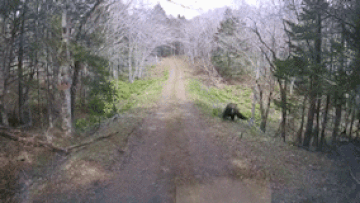 Moment brown bear charges truck in Japan