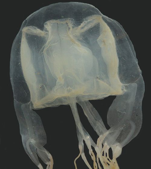 190502 Box Jellyfish sting antidote Australian researchers Science News