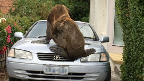 Rogue seal in suburban Tassie to be freed