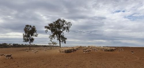 Even if it starts raining tomorrow, Mr Brown says the land will take years to recover. 