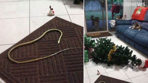 The cat that saved Christmas: Brisbane moggie defeats snake wrapped around family Christmas tree