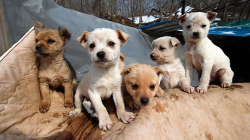 Dogs are considered a traditional delicacy in South Korea. 
(AP/Lee jin-man)
