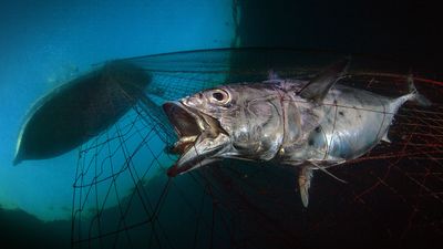 Marine Conservation Photographer of the Year