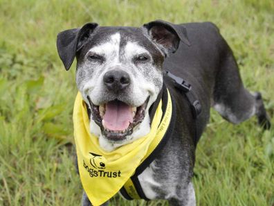 Britain's oldest ever rescue dog finds final loving family at the age of 22