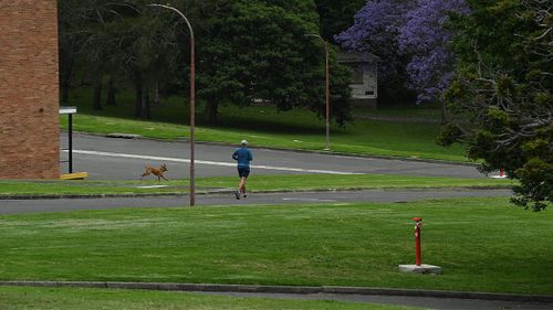 People walk dog in Callan Park in Sydney
