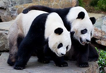 Which zoo is home to Australasia's only breeding pair of giant pandas?