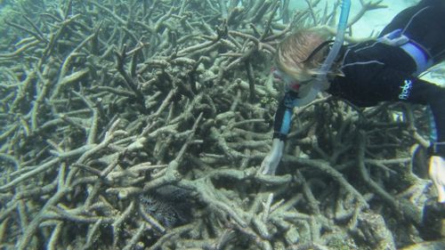 A crown-of-thorns starfish in dead coral. (AAP)