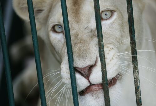 Zoo staffer mauled by white lion in Pakistan