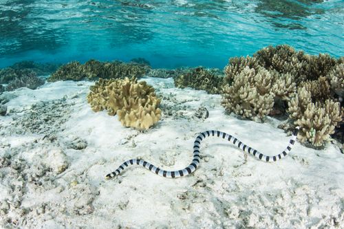 In this file photo, a banded sea krait is seen swimming  in the shallows in the Solomon Islands. 