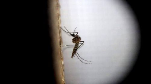 The Zika virus is spread by mosquitoes. (File image)