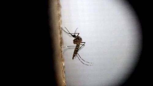 Zika Virus: WHO issues official travel warning to pregnant women advising them not to visit outbreak areas