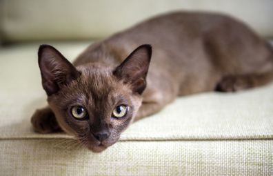 Burmese cat