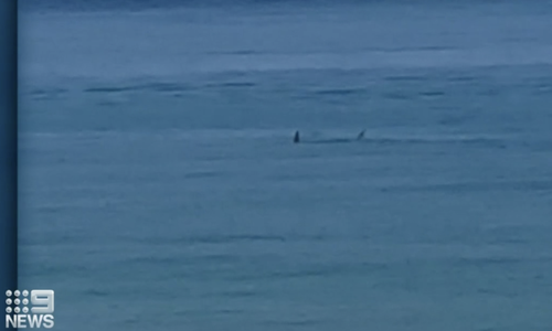 A large shark was sighted close to shore shortly before the attack.