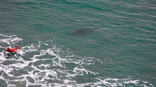 The surfer hastily makes his way to shore, after being alerted to the predator.