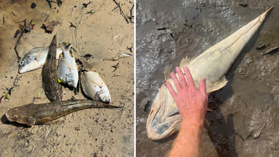 Many dead or dying fish have washed up on shore of Richmond River in Ballina NSW, blackwater ex-Cyclone Alfred. 