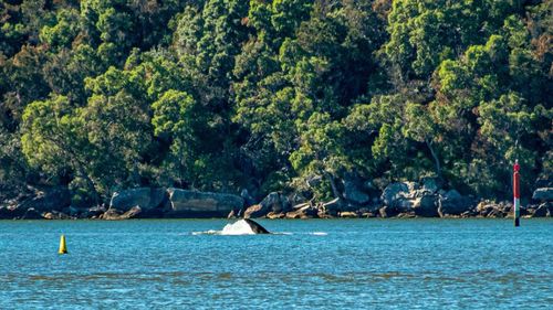 Whales in the Hawkesbury