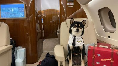 Dog pictured on a private plane