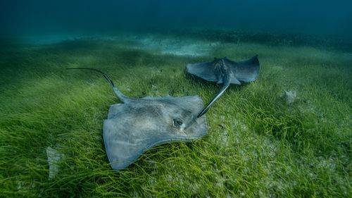 Seagrass meadows are more than just blue carbon sinks, and act as feeding and nursery grounds for an abundance of marine life–such as elasmobranchs like sharks and rays, and economically and culturally significant species like Queen Conch.