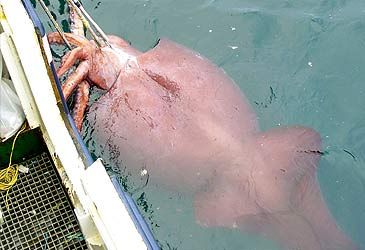 Which body of water do colossal squid primarily inhabit?