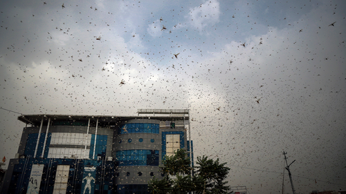 This May 10, 2020 photo shows locusts swarming over city and near by area in Ajmer, Rajasthan, India. Swarms of desert locusts have devastated crops in Indias heartland, threatening an already vulnerable region that is struggling with the economic cost of coronavirus lockdown. The situation is particularly grim in central Indias Rajasthan, where millions of locusts have been attacking crops since April. (AP Photo/Deepak Sharma)