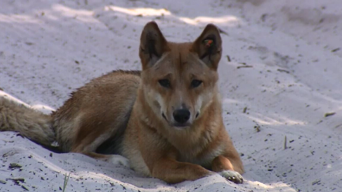 A Dingo on Fraser Island.