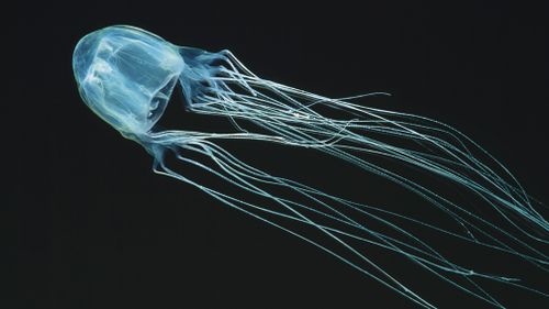A teenage boy has died after being stung by a box jellyfish.
