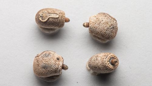 A stick insects eggs can help identify the species 