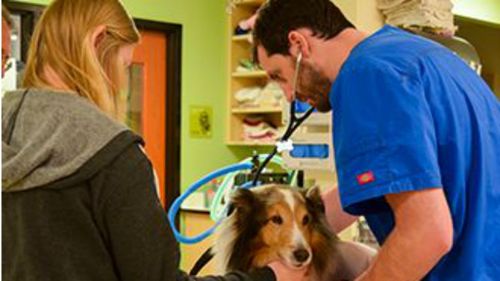 Vet student Neena Golden (left) found the tick that led to the diagnosis of tick paralysis. (DoveLewis)