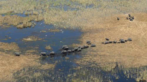 A herd in Botswana. (AAP)