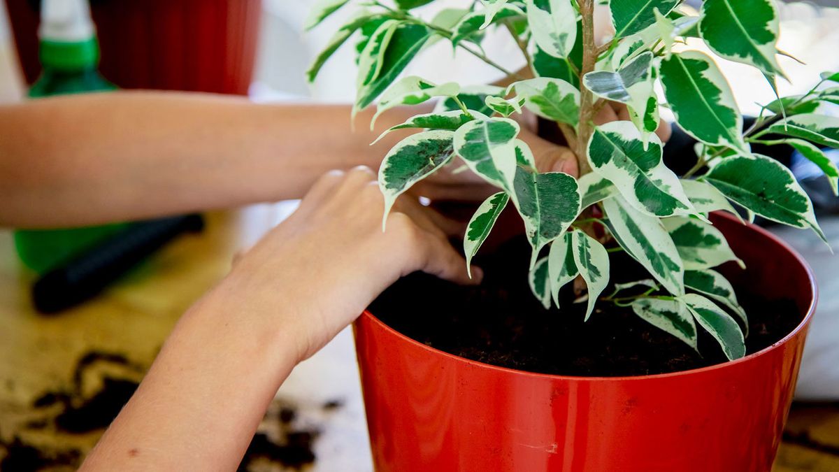 How to get rid of gnats from houseplants: Melbourne man shares simple hack  using three products