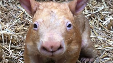 Nouveau Wombat au nez poilu du sud 