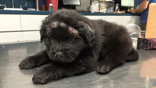 US teens arrested after six-week-old puppy shot 18 times with BB gun