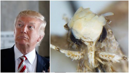 Moth with 'distinct hairstyle' named after Donald Trump