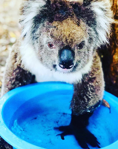 Koalas prefer to drink by lapping, so always place water below them rather than tip it down their throat. 