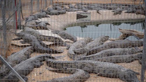 The crocodiles at the Crocoloco Crocodile Farm in Israel.
