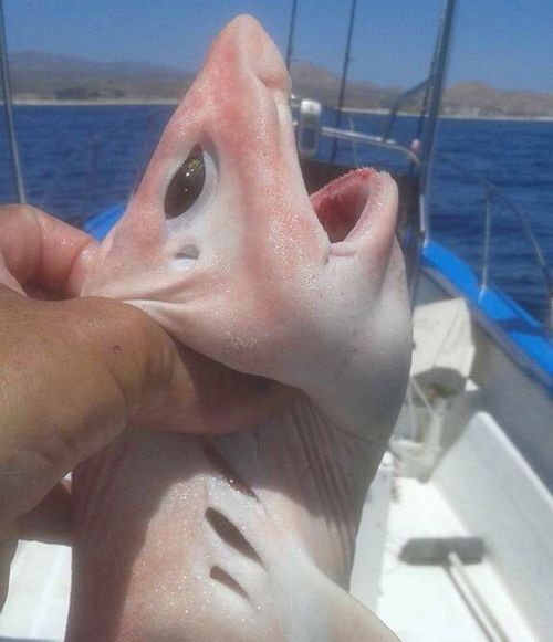 The shark had tiny teeth and three gill slits on each side of the head. (Facebook/Pisces Sportfishing Fleet)