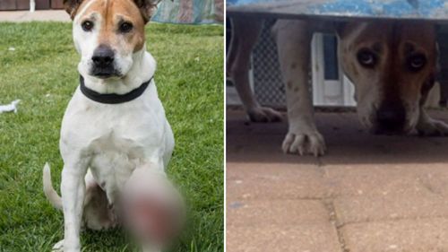 He was convicted after ignoring a cancerous, 1kg tumour on dog Bindi's leg.