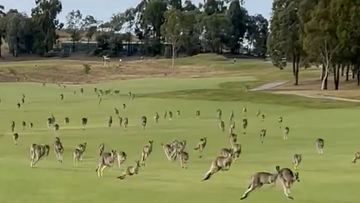 Golfer Stephen Roche must have thought he&#x27;d gone hopping mad when he saw the stream of &#x27;roos approaching him.